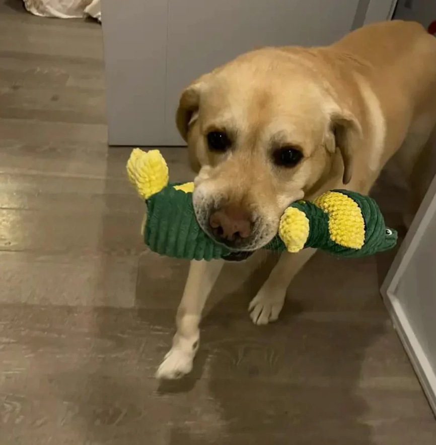 DuraChew™ Indestructible Dog Toy