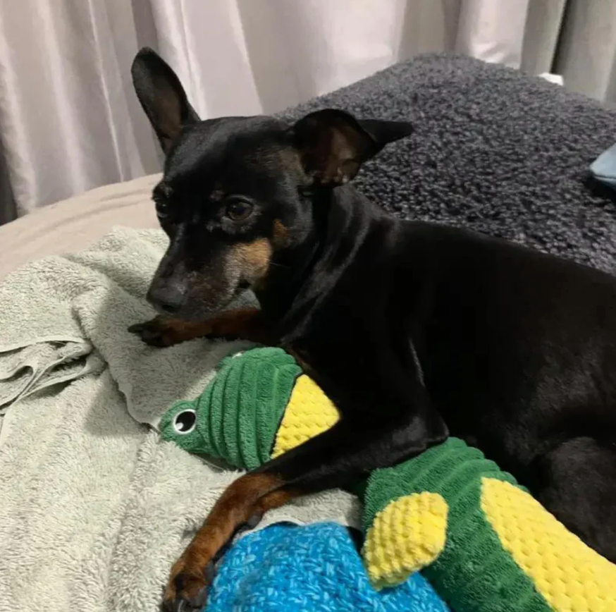 DuraChew™ Indestructible Dog Toy