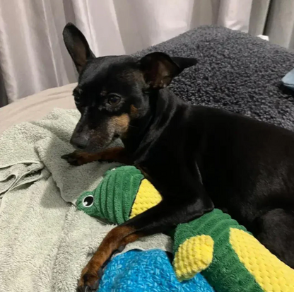 DuraChew™ Indestructible Dog Toy